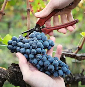 Les vendanges dans le Var auront des rendements plus faibles, dus aux incendies.