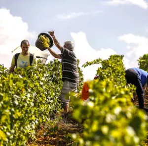 Participer aux vendanges de façon volontaire peut être une forme de tourisme formateur.
