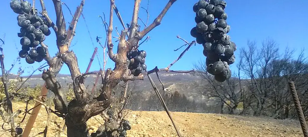Les vendanges dans le Var auront des rendements plus faibles dus aux incendies.