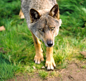 Contre la réintroduction du loup, qui provoque une prédation croissante dans certains troupeaux, les éleveurs ont manifesté à Grenoble.