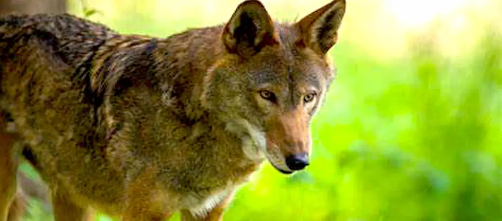 Contre la réintroduction du loup, qui provoque une prédation croissante dans certains troupeaux, les éleveurs ont manifesté à Grenoble.