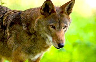 Contre la réintroduction du loup, qui provoque une prédation croissante dans certains troupeaux, les éleveurs ont manifesté à Grenoble.