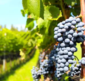 Une grande enquête sur les pesticides va bientôt commencer dans des régions viticoles pour vérifier leur incidence sur les habitants. 