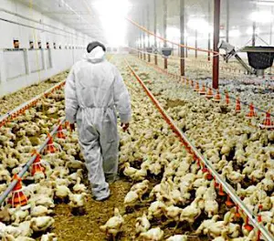 Actuellement, un projet de poulaillers géants constitue un projet très controversé par des éleveurs dans le Morbihan.