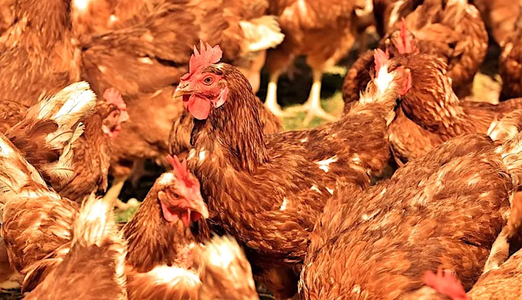 Actuellement, un projet de poulaillers géants constitue un projet très controversé par des éleveurs dans le Morbihan.