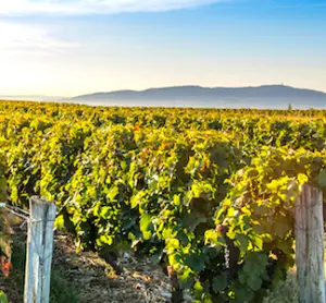 vue de vignoble en hiver avec un sytème pour lutter contre le gel des vignes