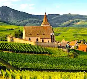 vue d'un vignoble qui entre dans une action de fibrer les zones rurales