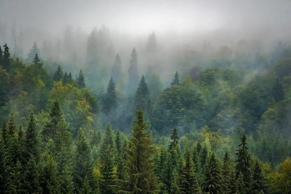 Erosion des dunes, des sapins de Noël pour la ralentir 