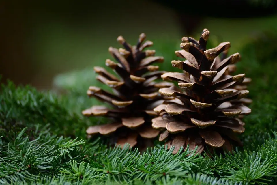 Erosion des dunes, des sapins de Noël pour la ralentir 