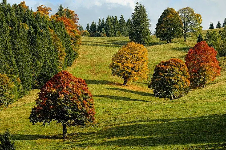 Avenir de nos forêts