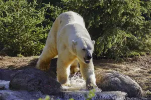 Zoo de la Flèche 