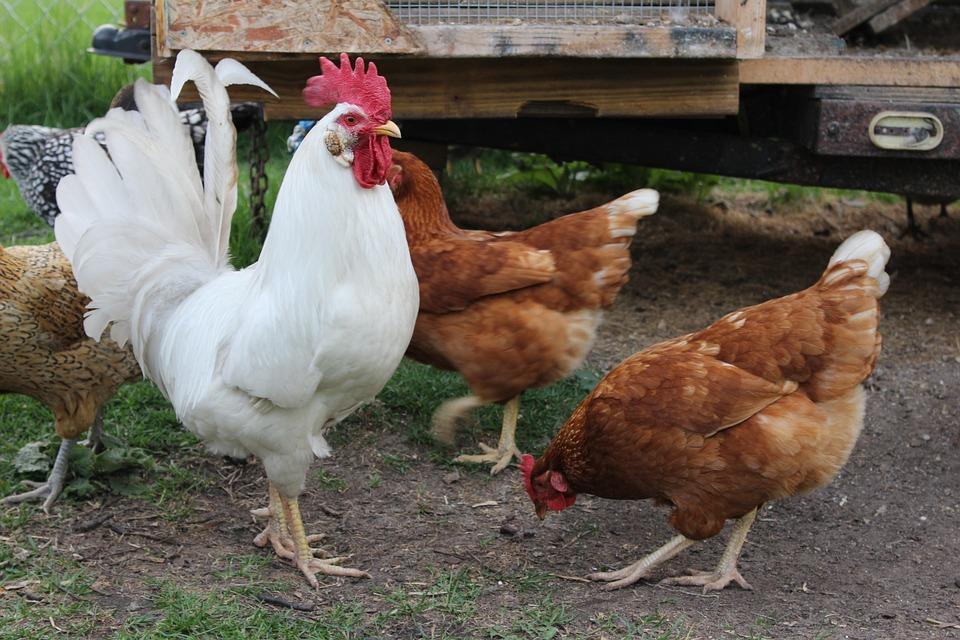 De manière écologique et dans un air de campagne, les poules domestiques peuvent aider au recyclage des déchets. Vous habitez à Lille ? Faites-vous prêter des poules pour réduire vos déchets.