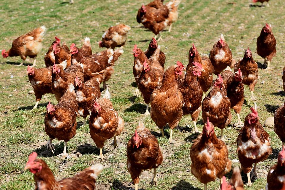 prêter des poules pour réduire ses déchets