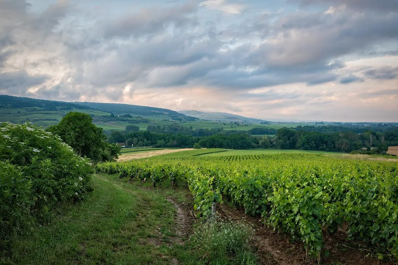 6 Destinations labellisées Vignobles & Découvertes