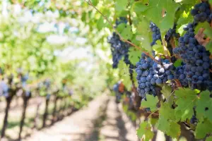 Locations de vacances sur la route des vins !