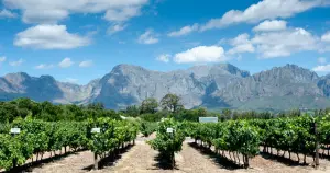 Locations de vacances sur la route des vins !