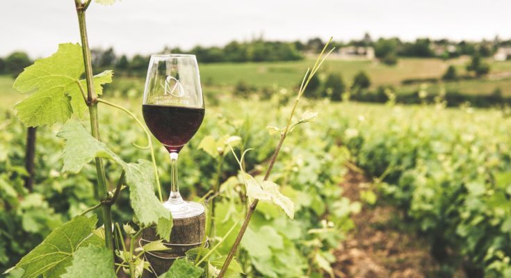 Des vins de Provence 100% bio