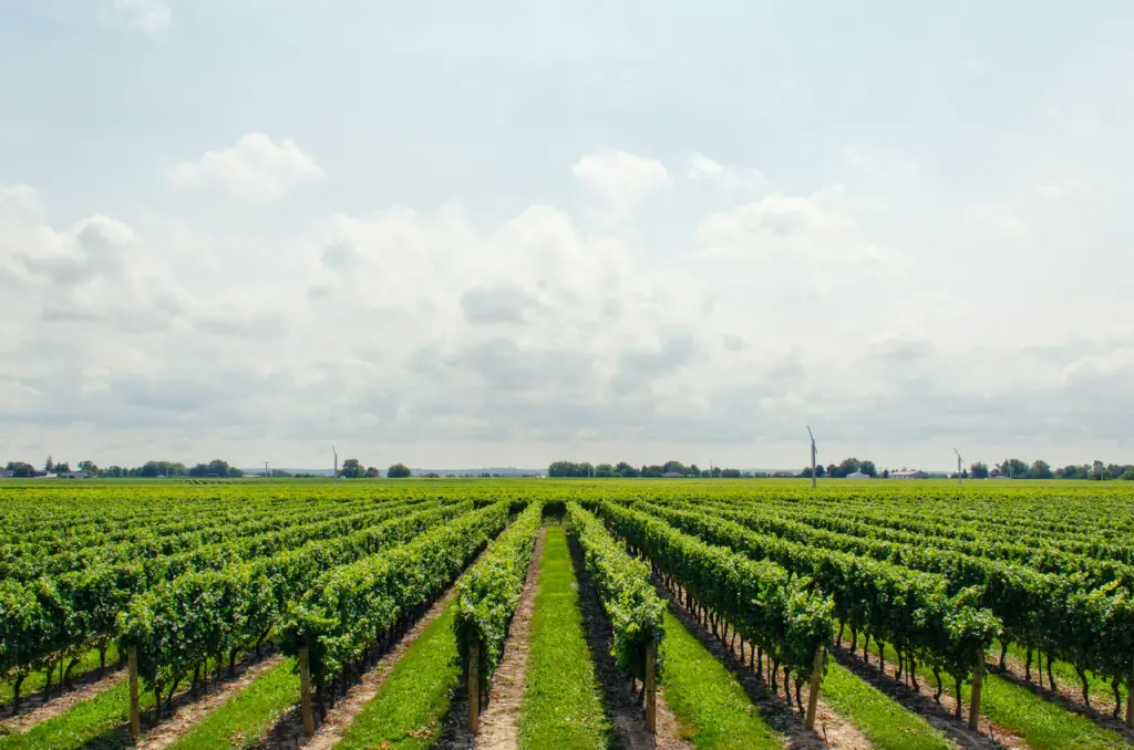 Cépages à retrouver dans les régions de Tain-l'Hermitage et Tournon-sur-Rhône