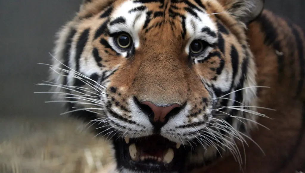 Les sapins de Noël font la joie des animaux du zoo de Mulhouse