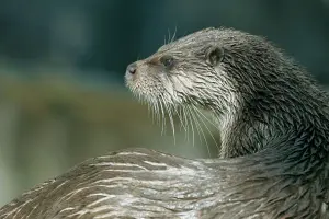 Programme de restauration et de préservation de la biodiversité 