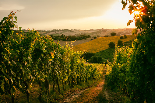 Bouteille du Vignoble de l'Orpailleur