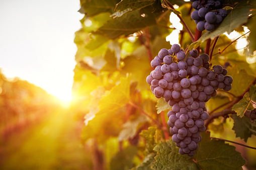 Bouteille du Vignoble de l'Orpailleur