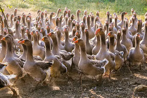 La route du fois gras