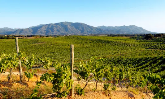 bouteilles de vin du Cap-Corse