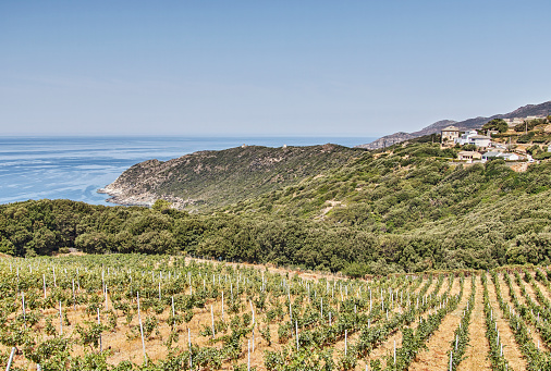 bouteilles de vin du Cap-Corse