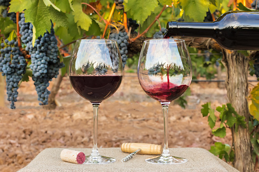 En quoi investir dans le vin de Bourgogne peut-il être si intéressant ?