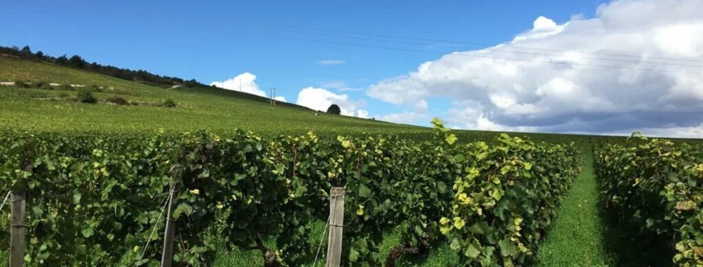 crus-bourguignon-investissement