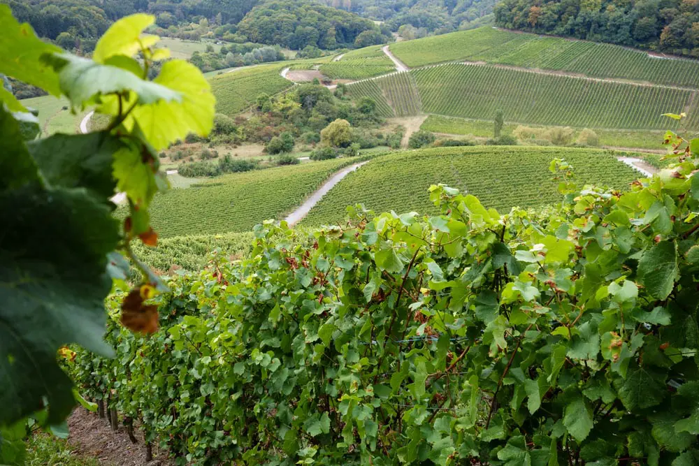 cap-corse-vin