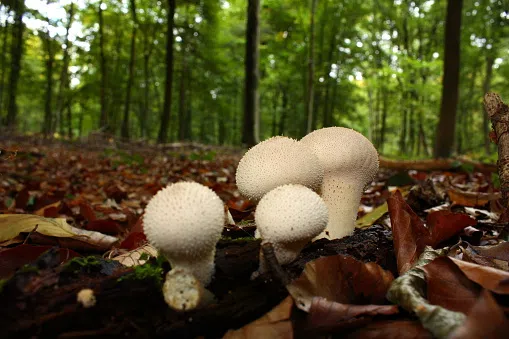 Les forêts meusiennes