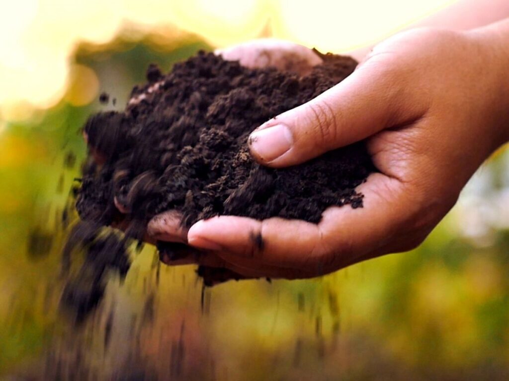 Le Biochar espoir
