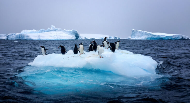 Fonte de la banquise de l'Antarctique