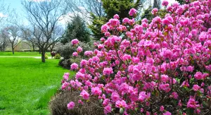 Célébrer l'arrivée du printemps