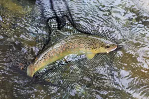 ouverture de la pêche