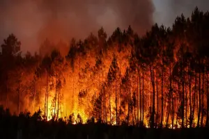 Prévention des Feux de Forêt