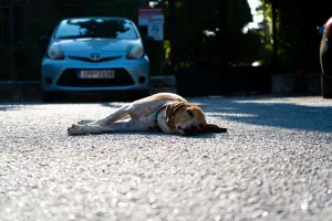 Abandons d'animaux en France