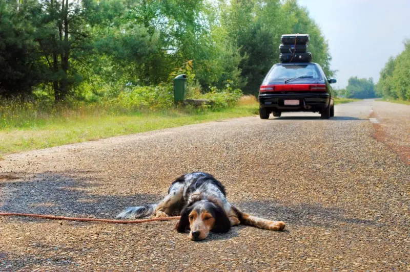 Abandons d'animaux en France
