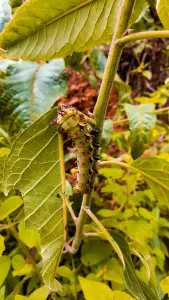 Les insectes dans nos assiettes.