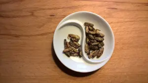 Les insectes dans nos assiettes.