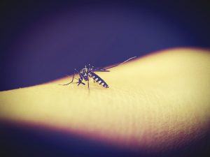 Évitez les piqûres de moustiques