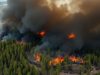 Forêt incendiée et fumée épaisse