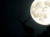 Pleine lune brillante avec un cerf au premier plan.