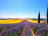Paysage ensoleillé de la Drôme Provençale avec champs de lavande et cyprès.
