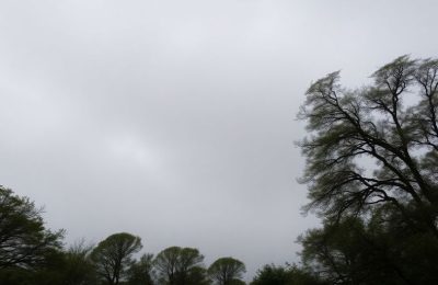 Ciel gris et arbres agités par le vent.