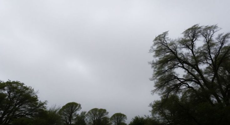 Ciel gris et arbres agités par le vent.
