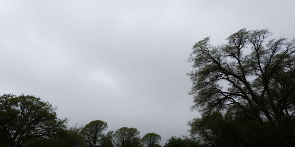 Ciel gris et arbres agités par le vent.