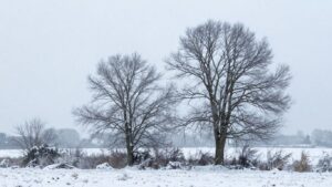 La France va-t-elle connaître une vague de froid fin janvier 2026 ?